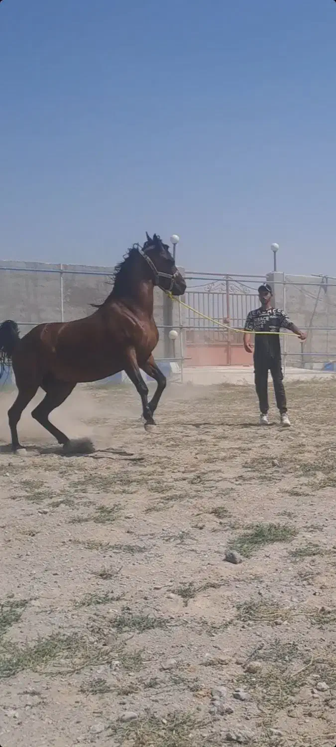 اسب کرد مادیان|اسب و تجهیزات اسب‌سواری|سراب, |دیوار