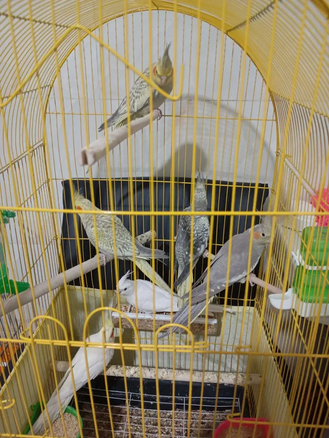 عروس هلندی ۳ الی ۴ ماهه|پرنده|تهران, افسریه جنوبی|دیوار