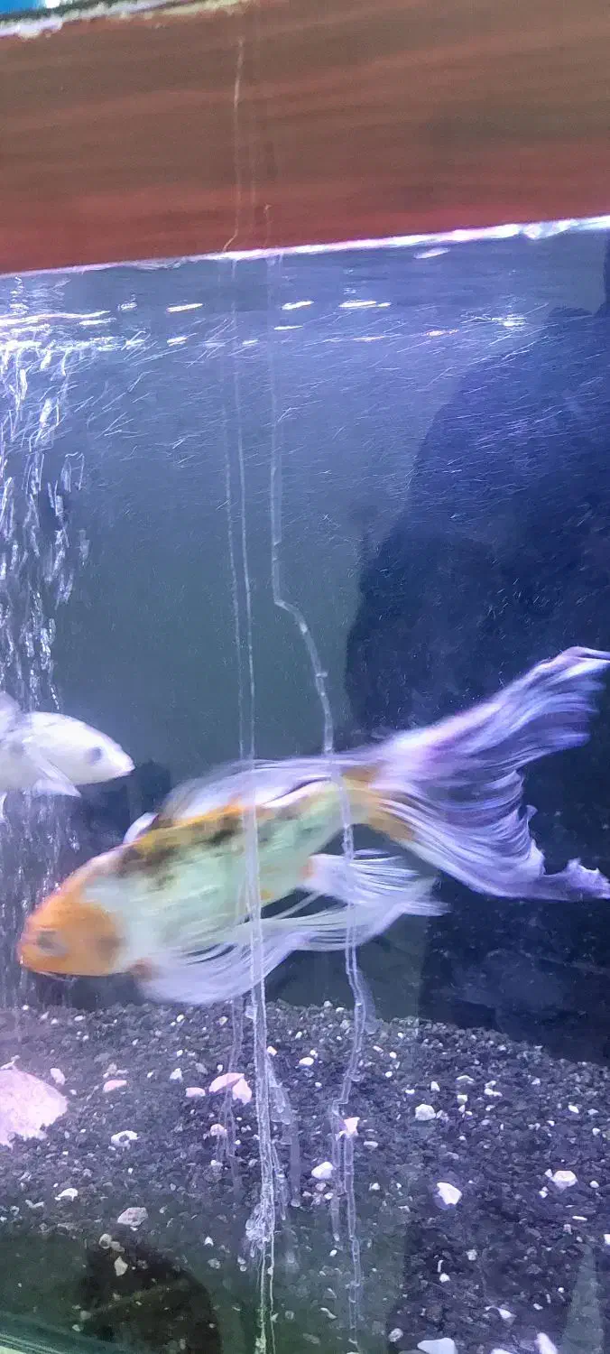 سه عدد ماهی کوی باله بلند 30سانتی|ماهی|مشهد, تلگرد|دیوار