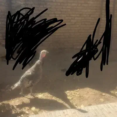 بوقلمون ماده|حیوانات مزرعه|شهرکرد, |دیوار