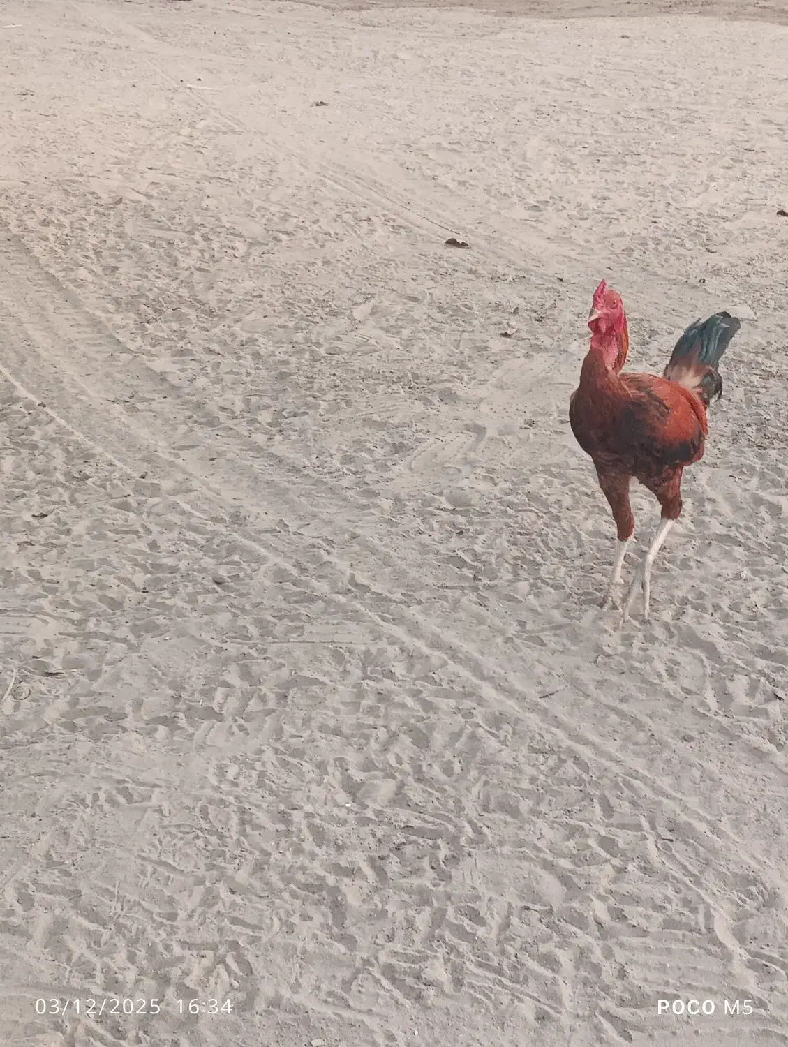 خروس|حیوانات مزرعه|تخت, |دیوار