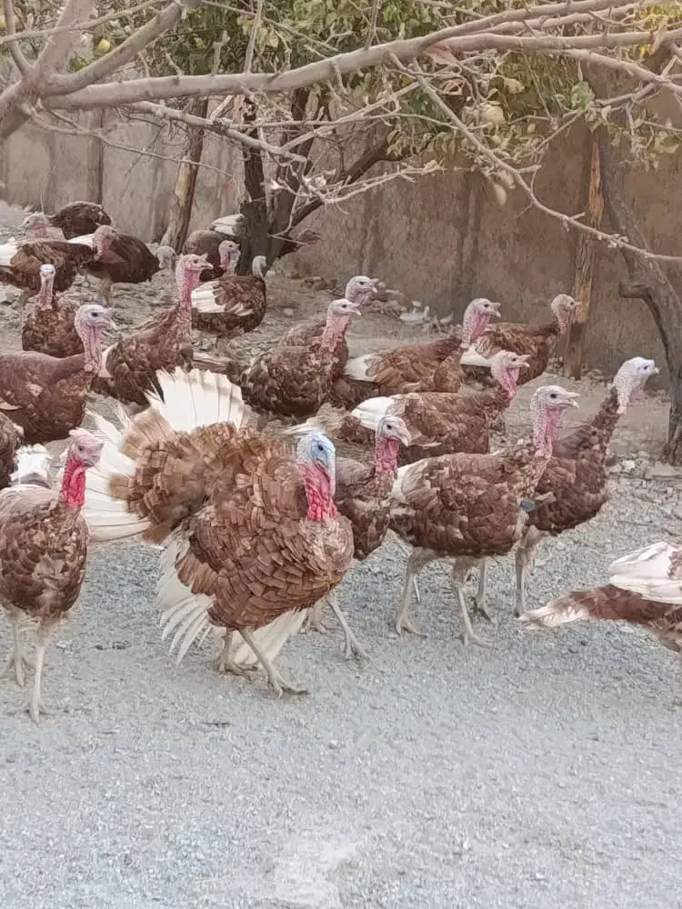 بوقلمون 5 ماهه|حیوانات مزرعه|بوکان, |دیوار