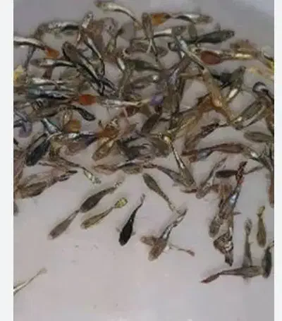 ماهی گوپی|ماهی|شیراز, درکی|دیوار