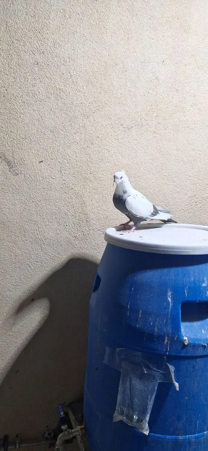 کبوتر  دم|پرنده|لار, |دیوار