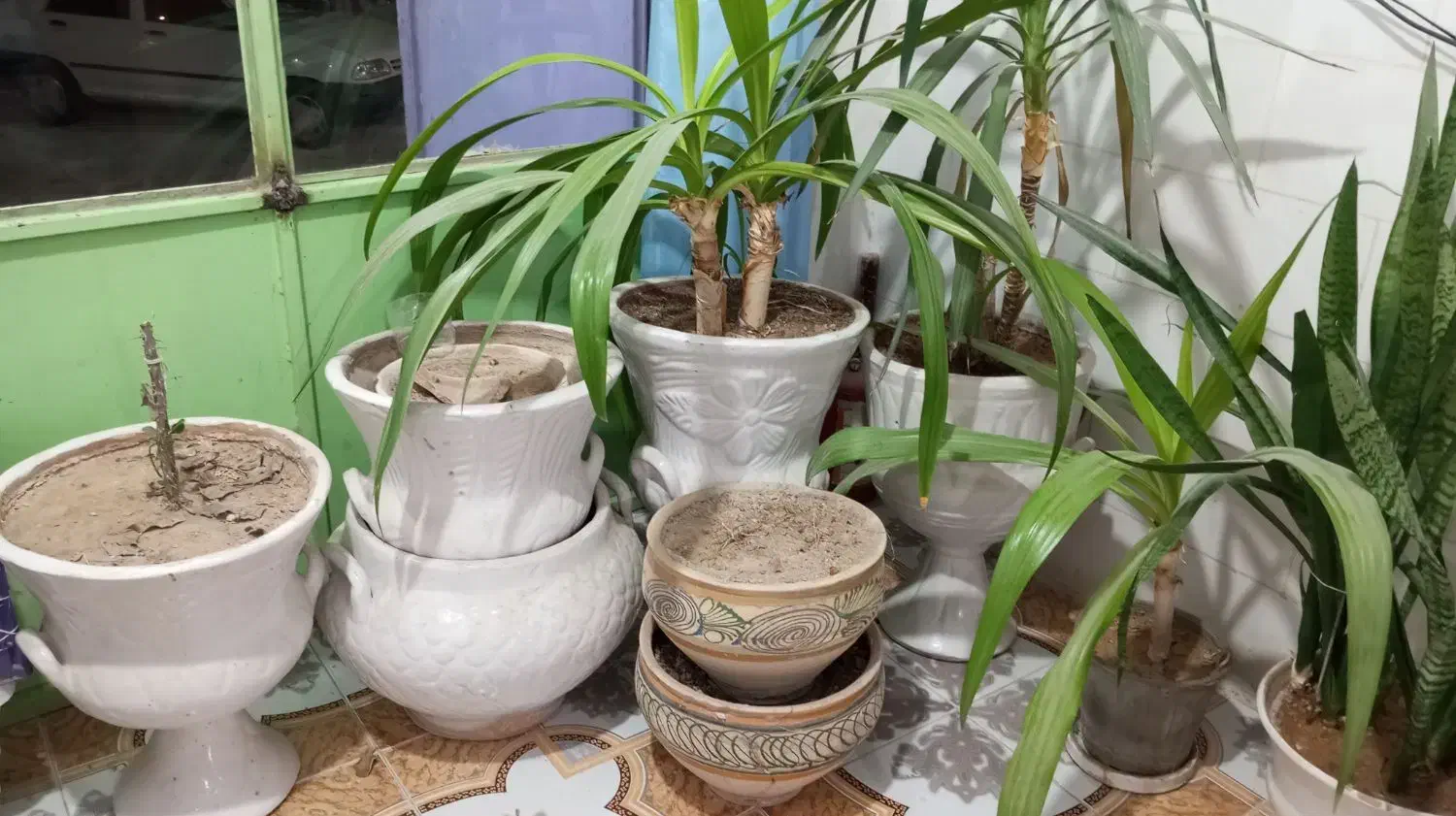 گلدون|گل و گیاه طبیعی|دلوار, |دیوار