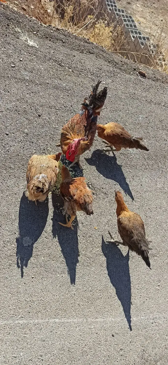 واروک ، مرغ و خروس|حیوانات مزرعه|جوانرود, |دیوار