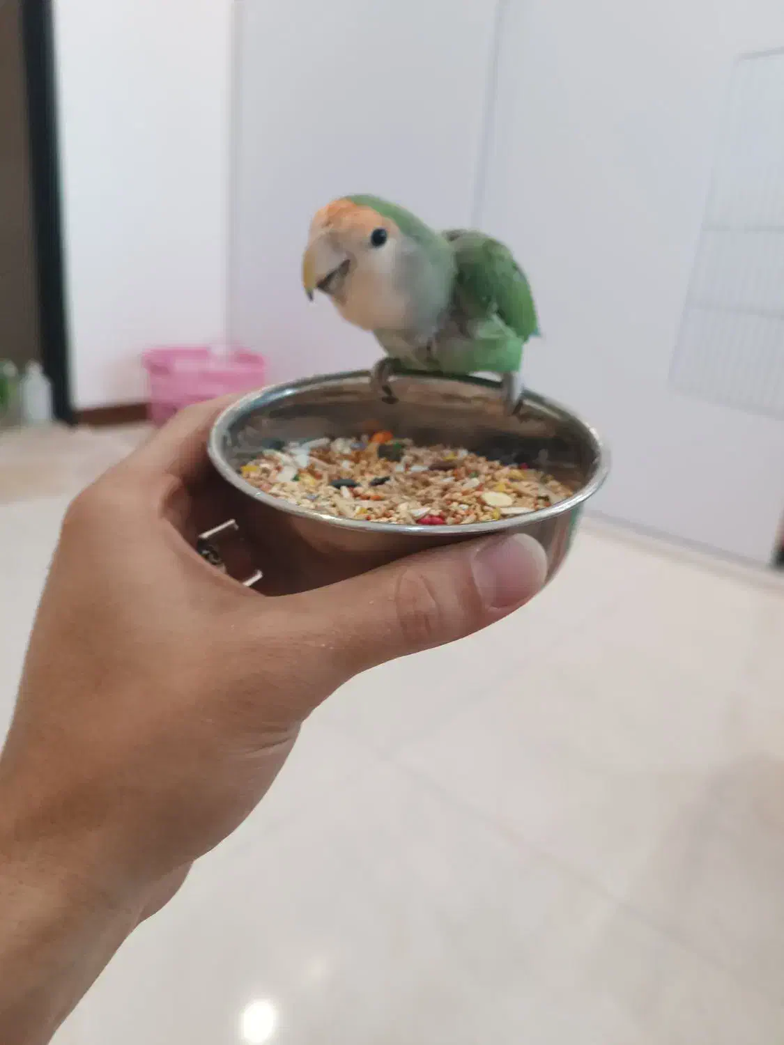 طوطی برزیلی وایت فیس هد نارنجی|پرنده|هشتگرد, شهرک ولیعصر (مصلی)|دیوار