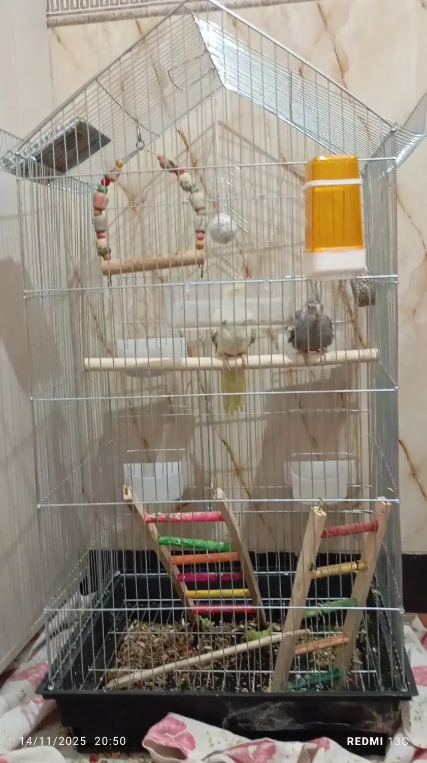 2تا عروس هلندی با قفس|پرنده|مشکیندشت, |دیوار