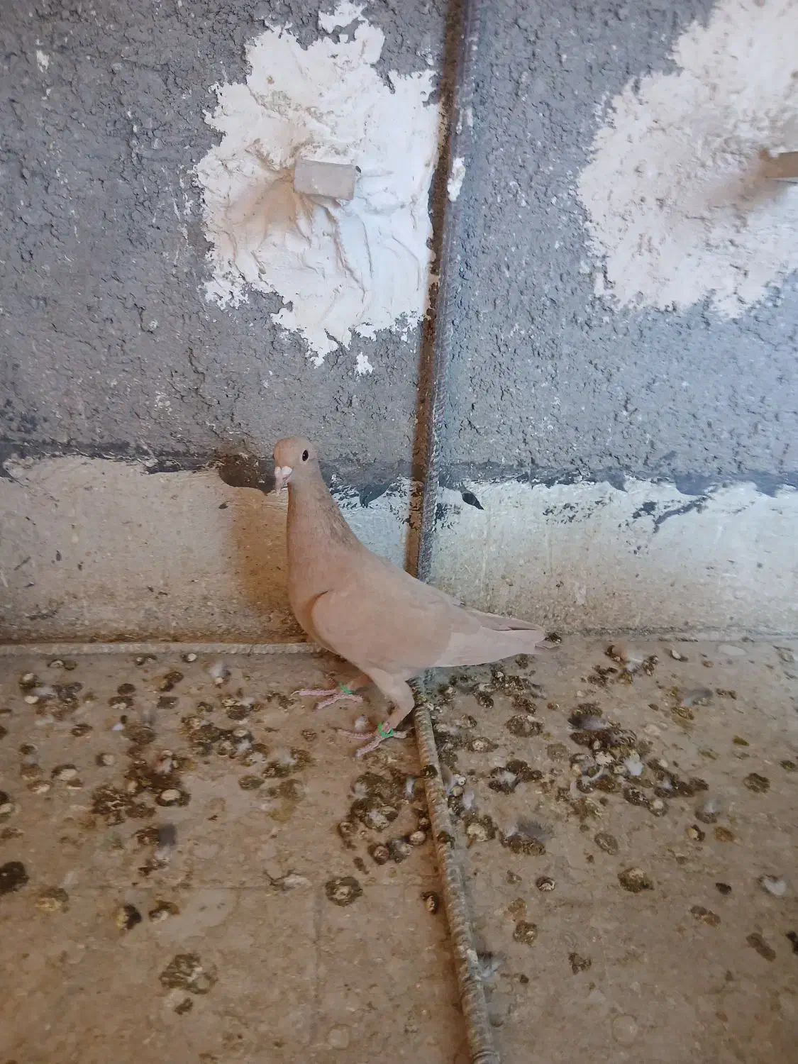 دمسفید ملقی|پرنده|رفسنجان, |دیوار