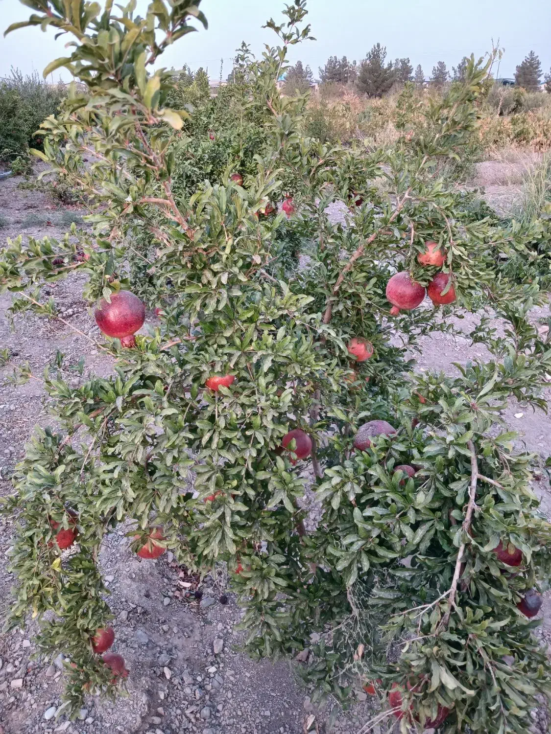 باغ انار|فروش زمین و ملک کلنگی|جعفرآباد, |دیوار