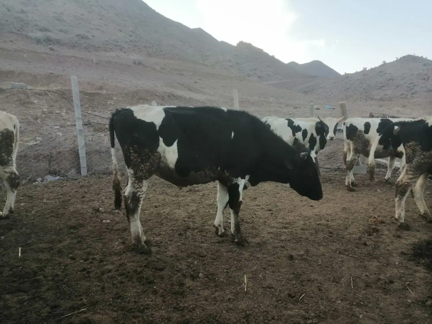 گوساله نر|حیوانات مزرعه|قزوین, |دیوار