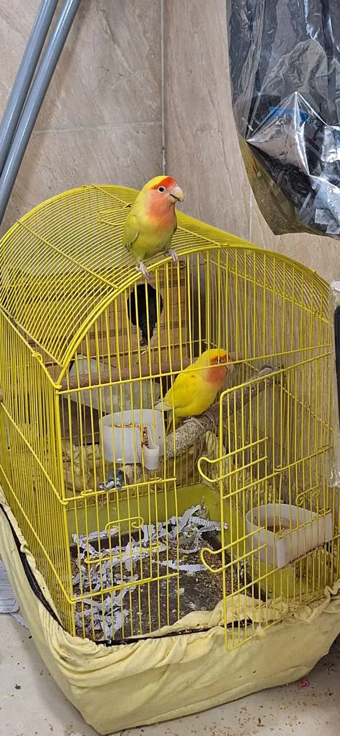 یک جفت طوطی برزیلی شناسنامه دار|پرنده|کرج, باغستان|دیوار