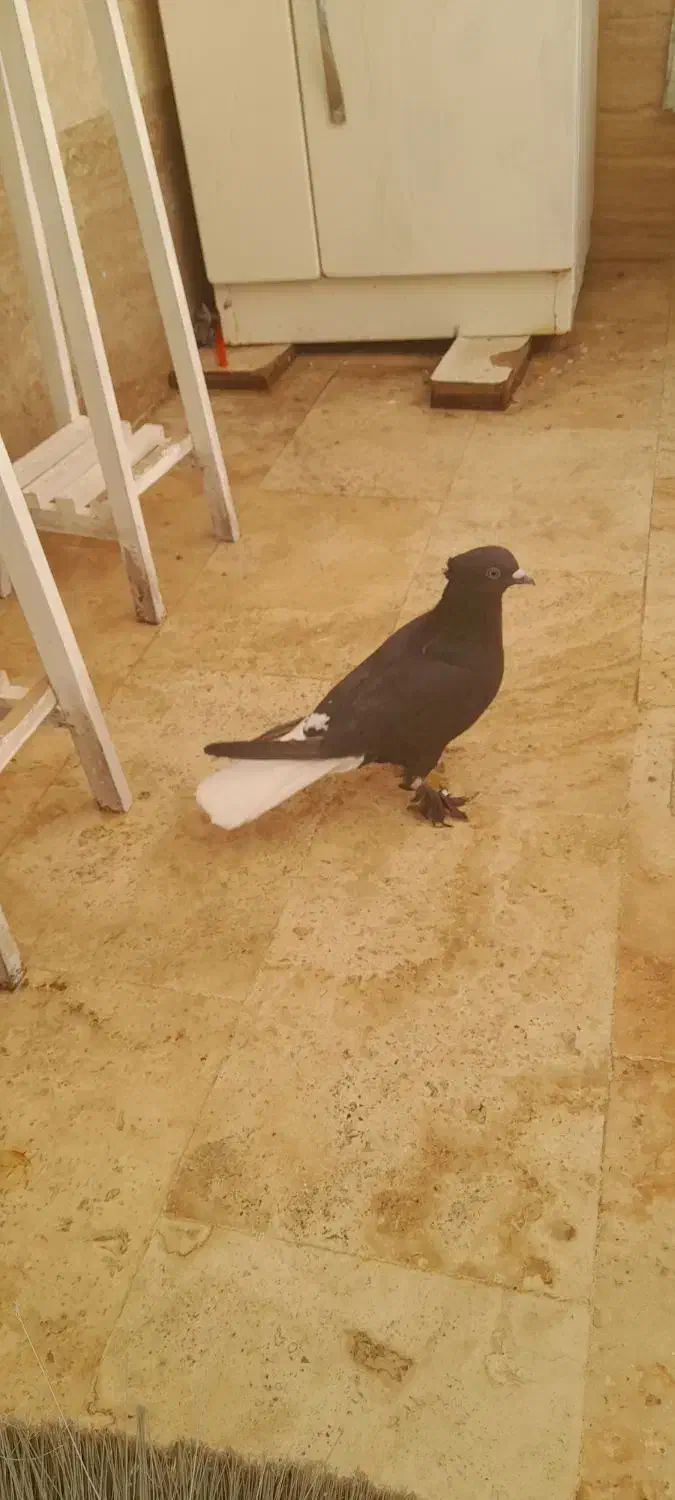 کبوتر|پرنده|قم, باغ کرباسی|دیوار