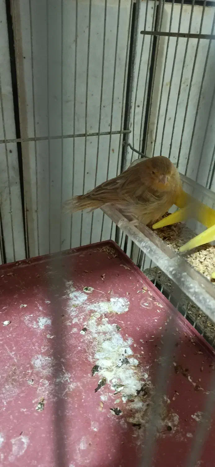 قناری ماده|پرنده|خمینی‌شهر, |دیوار