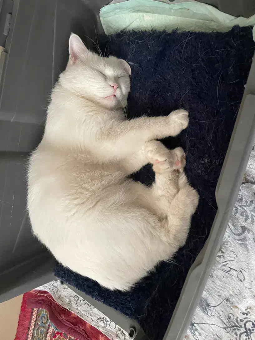 گربه نژاد وان(خاص و کمیاب)|گربه|رفسنجان, |دیوار