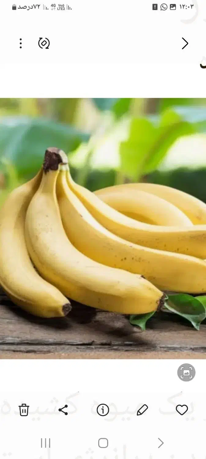 گم شدن (سرقت) یه بسته موز|اشیا|بهبهان, |دیوار