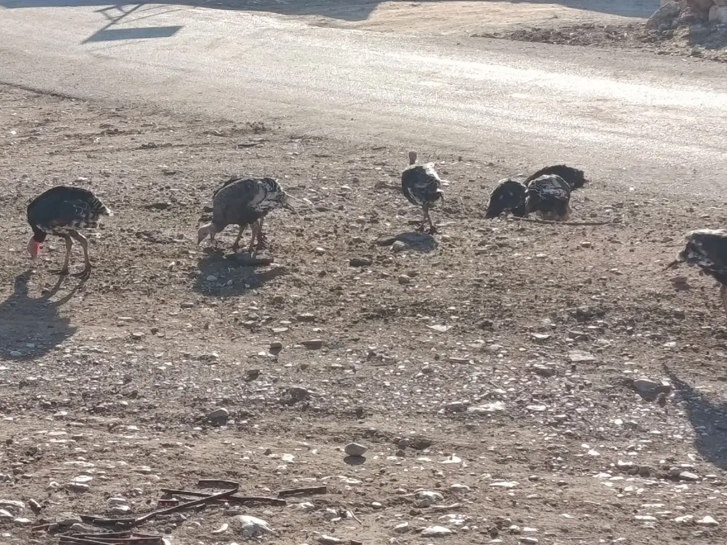 بوقلمون نرو ماده|حیوانات مزرعه|سیروان, |دیوار