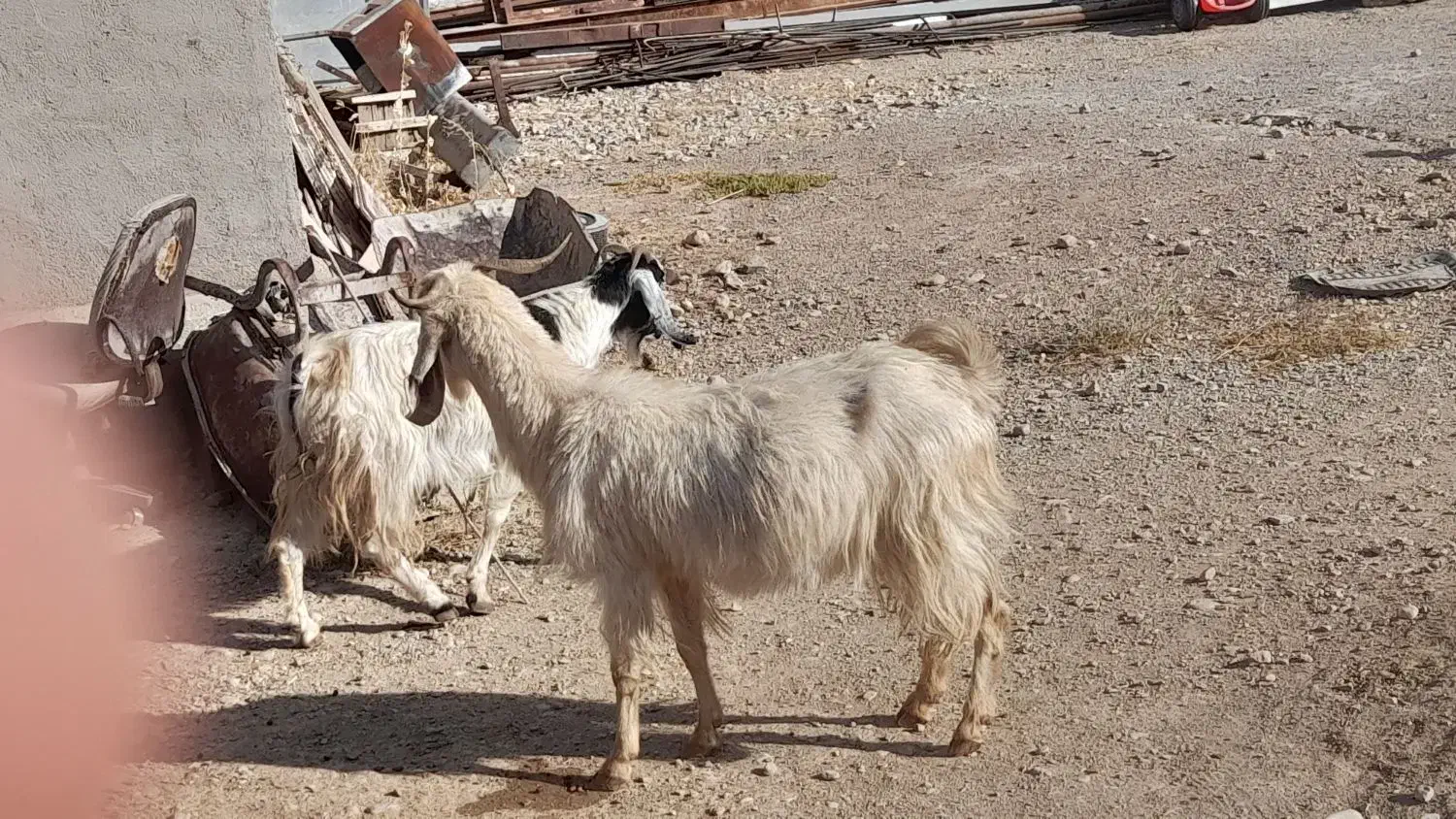 یک جفت بز|حیوانات مزرعه|سمنان, |دیوار