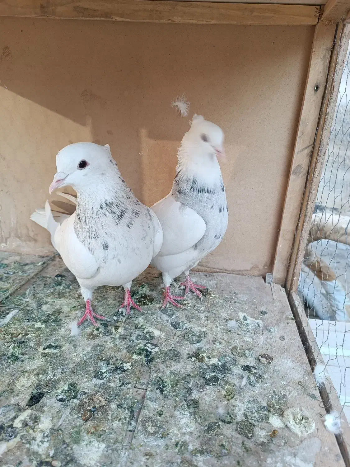 کفتر طوقی|پرنده|تهران, شیخ هادی|دیوار