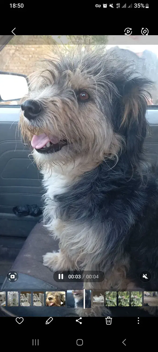 گمشده|حیوانات|شیروان (خراسان), |دیوار