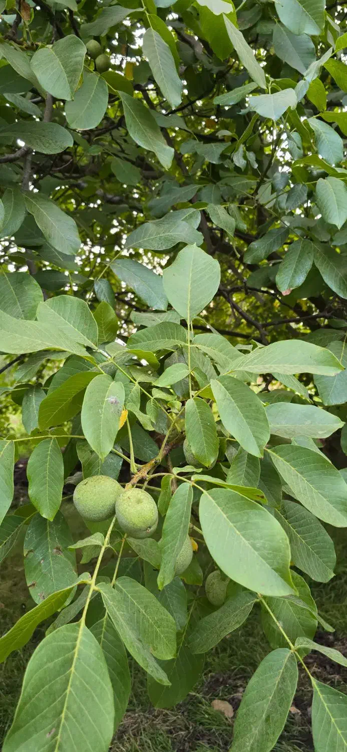 نهال گــردوی مرغوب و با سازگاری بالا|خدمات باغبانی و درختکاری|مریوان, |دیوار