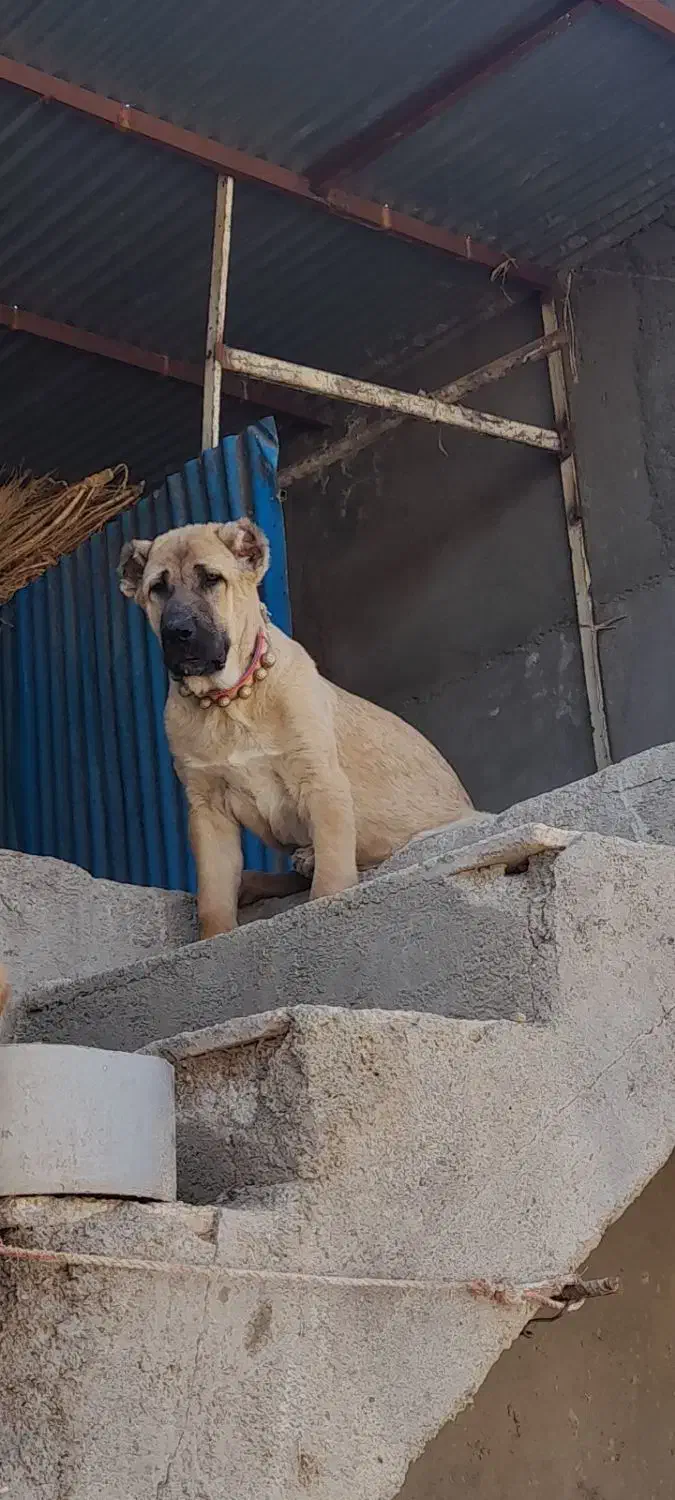 توله نژاد دار|سگ|نیشابور, خط کاشمر|دیوار