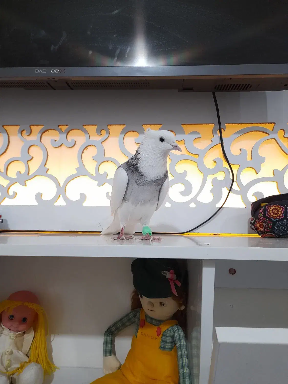 کبوتر|پرنده|کرمانشاه, |دیوار