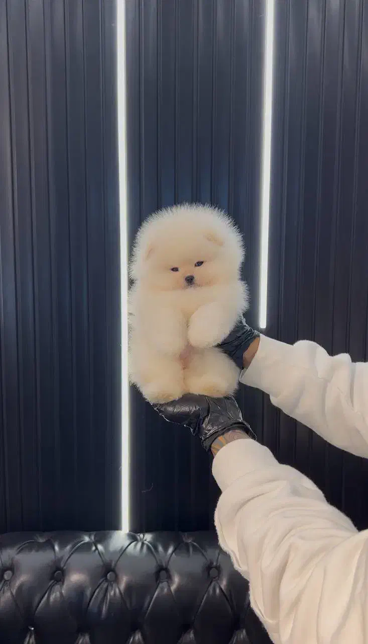 سگ فنجونی سایز صفر|سگ|اصفهان, باغ دریاچه|دیوار