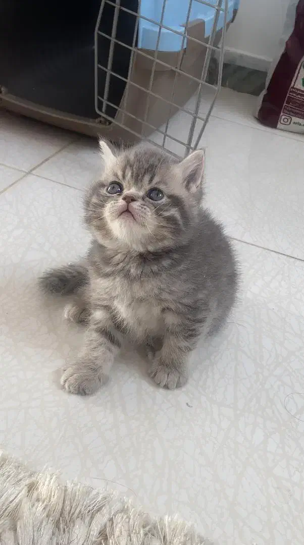 بریتیش های زیبا|گربه|تهران, جنت‌آباد مرکزی|دیوار