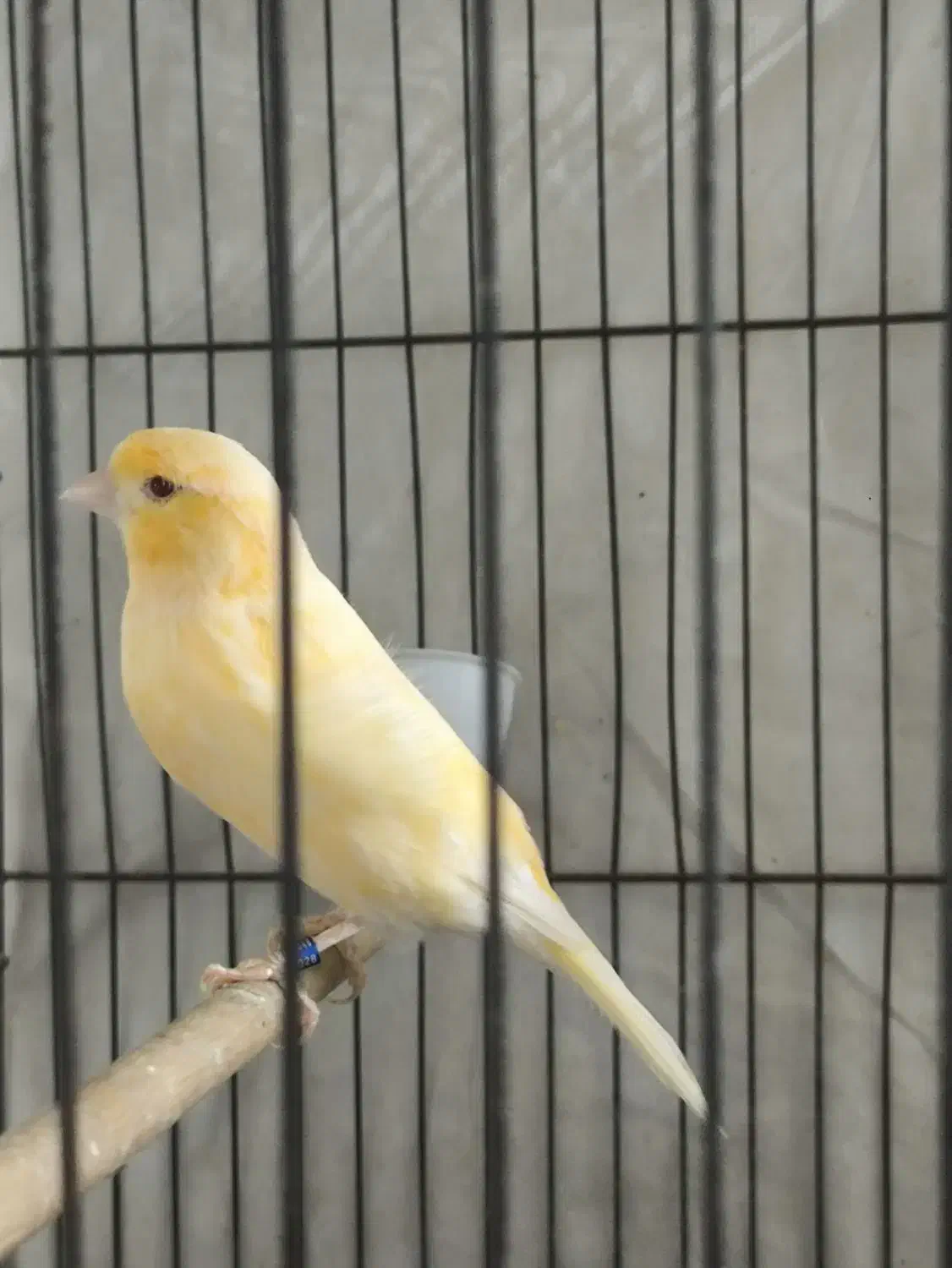 فروش دو عدد قناری ..نر و‌ماده|پرنده|بندر ماهشهر, |دیوار