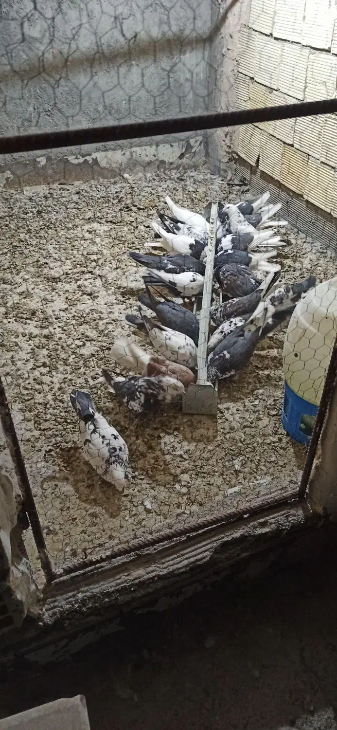 کبوتر تهرانی|پرنده|مبارکه, |دیوار