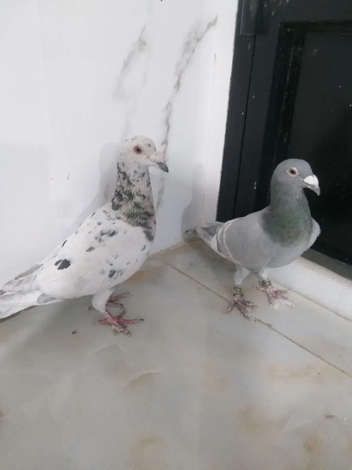 یک جفت کفتر سبز داور سفیدو سرور چاپی الماسی|پرنده|صدرا-فارس, فاز ۱|دیوار