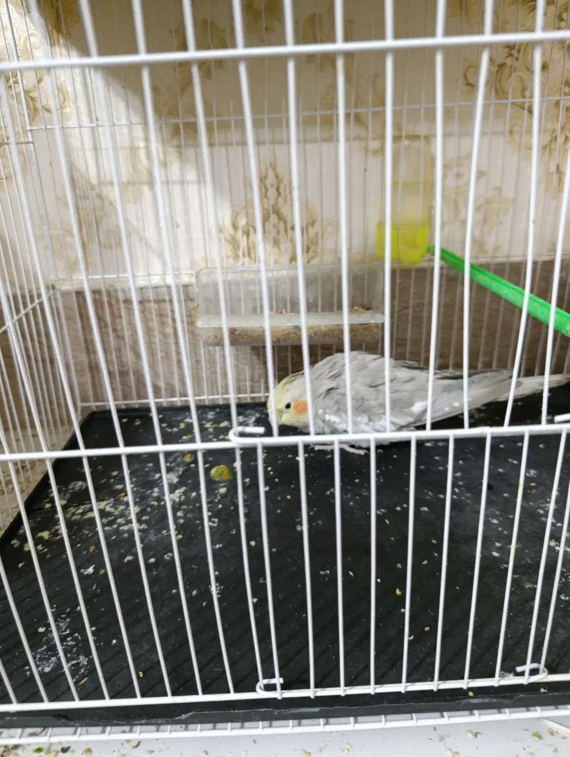 جوجه عروس هلندی|پرنده|مشهد, شهید قربانی|دیوار