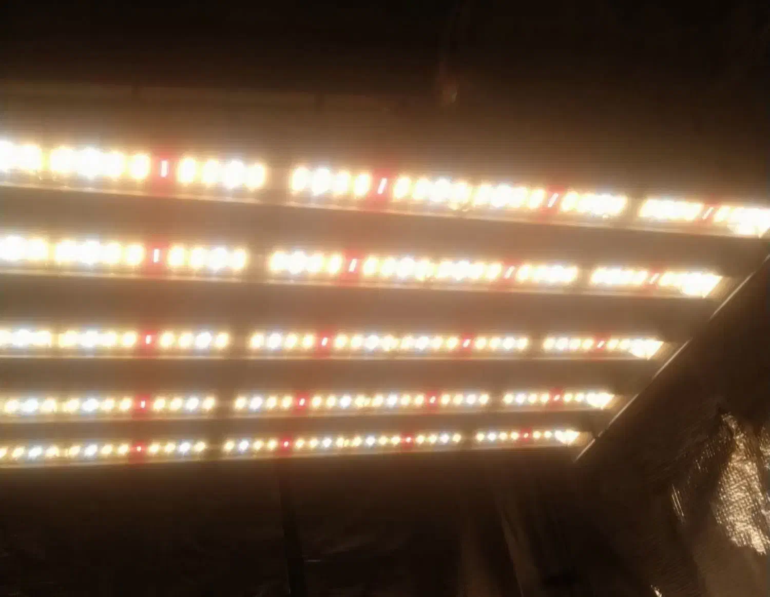 لامپ رشد grow light) king led)|لامپ و چراغ|فولادشهر, فولادشهر|دیوار