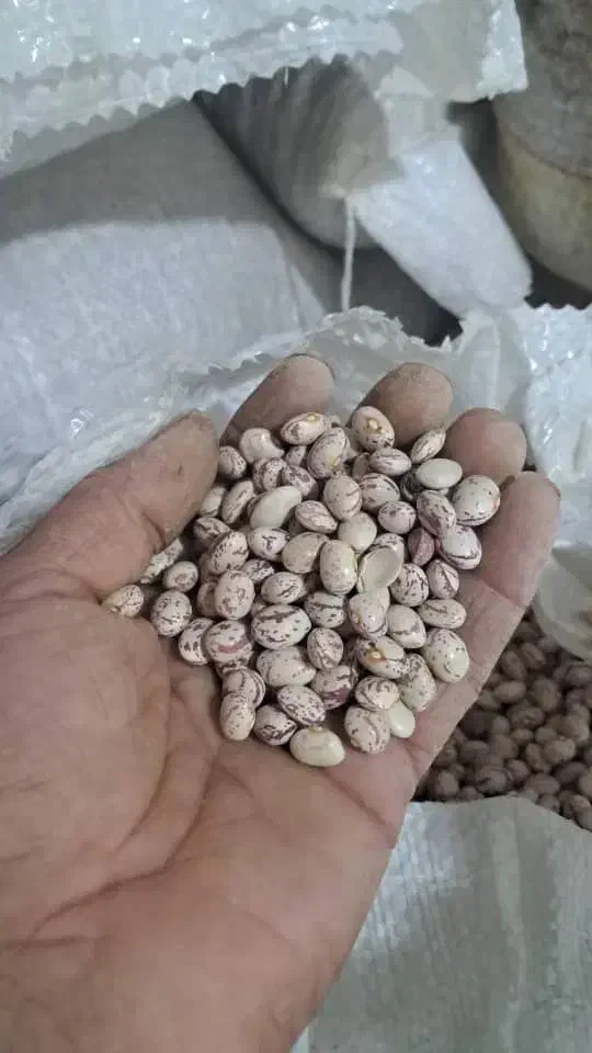 لوبیا چیتی اقلید|خوردنی و آشامیدنی|مهریز, |دیوار