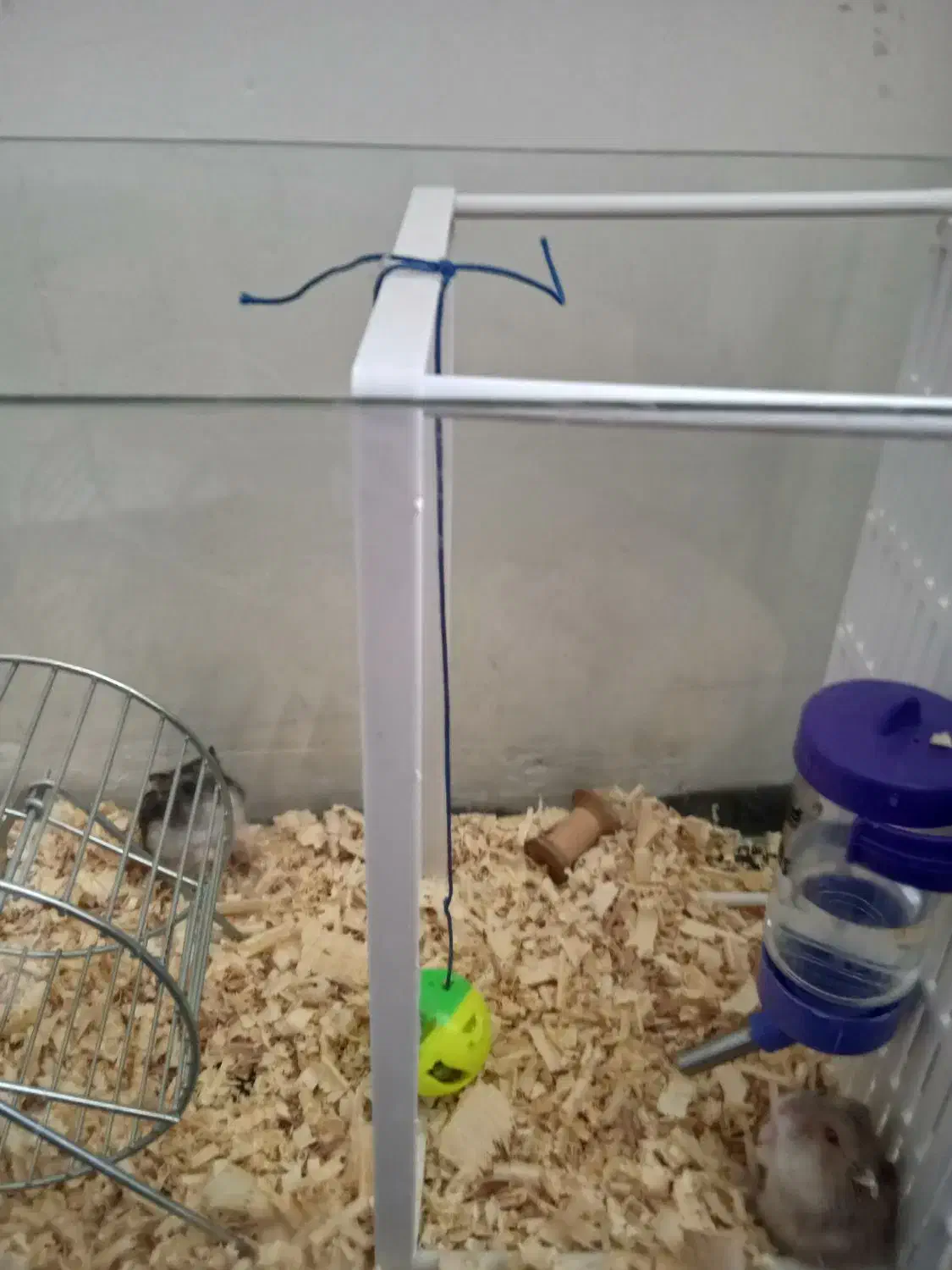 دو عدد همستر|موش و خرگوش|کرج, باغستان|دیوار