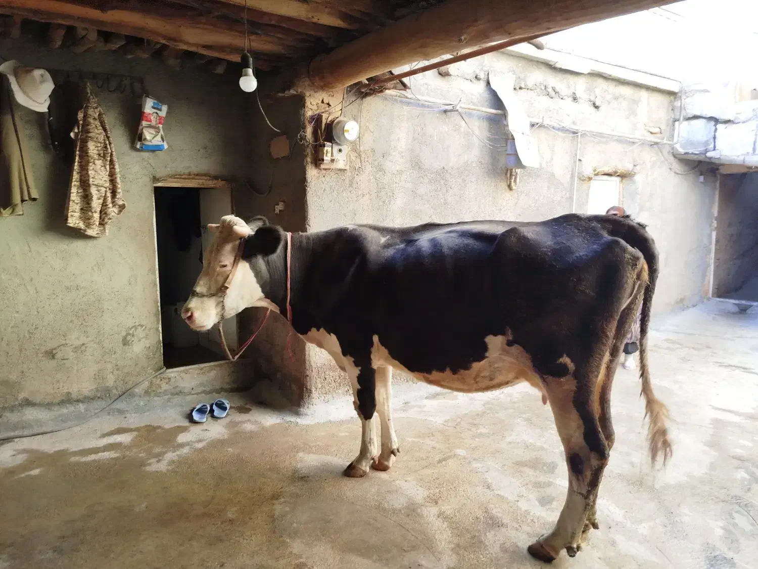 گاوسیمینتال4ماه آبستن شیری|حیوانات مزرعه|مریوان, |دیوار