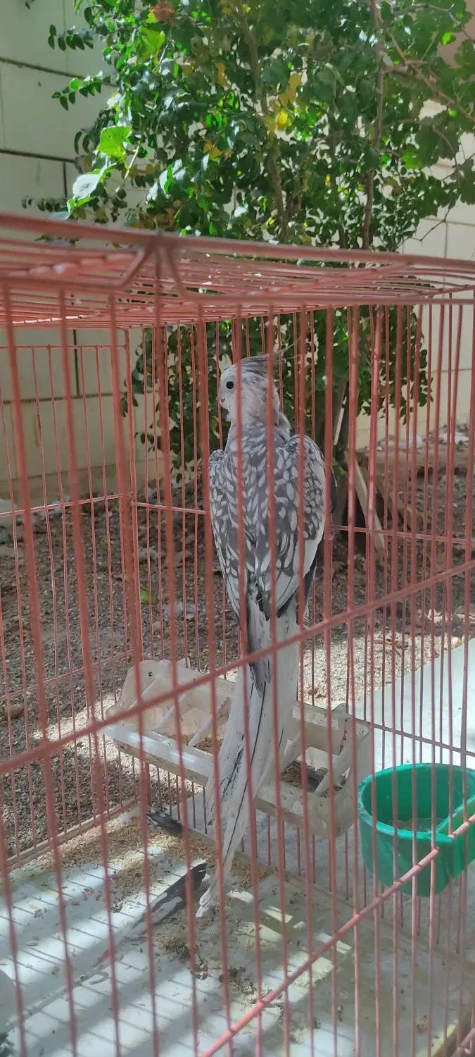 عروس هلندی|پرنده|فولادشهر, B8|دیوار