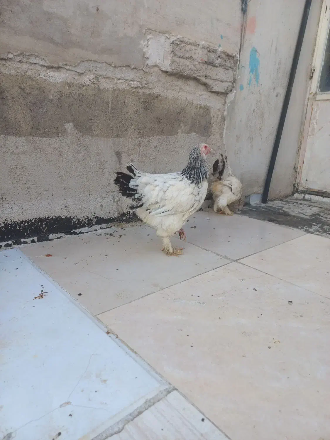 برهما لایت|حیوانات مزرعه|هشتگرد, شهرک بعثت|دیوار