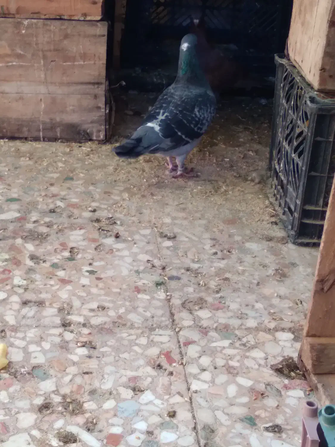 دوعدد کبوتر پلاکی|پرنده|آبادان, |دیوار