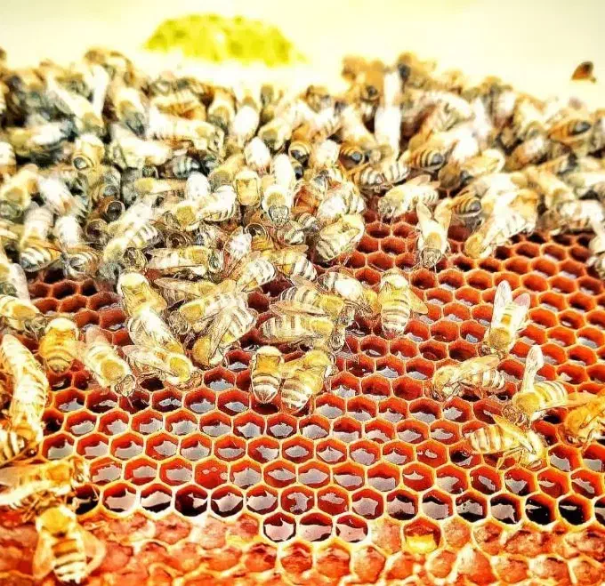 عسل درجه 1 خلخال به صورت عمده و خرده|خوردنی و آشامیدنی|خلخال, |دیوار