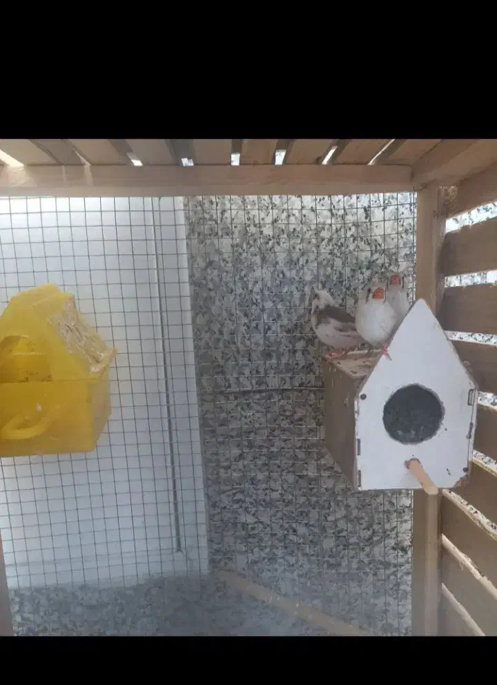 فنچ|پرنده|زاهدان, |دیوار