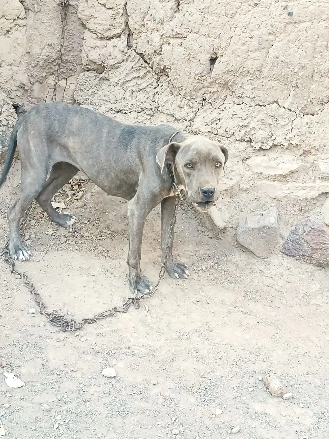 سگ پیت بول|سگ|جوین, |دیوار