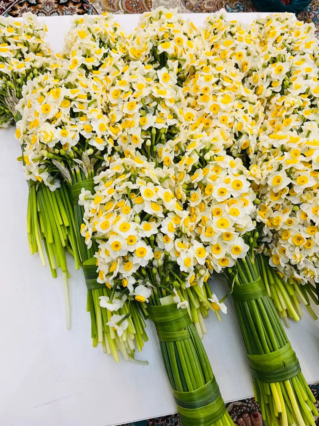 فروش ویژه نرگس شیراز|گل و گیاه طبیعی|شیراز, کیان شهر|دیوار