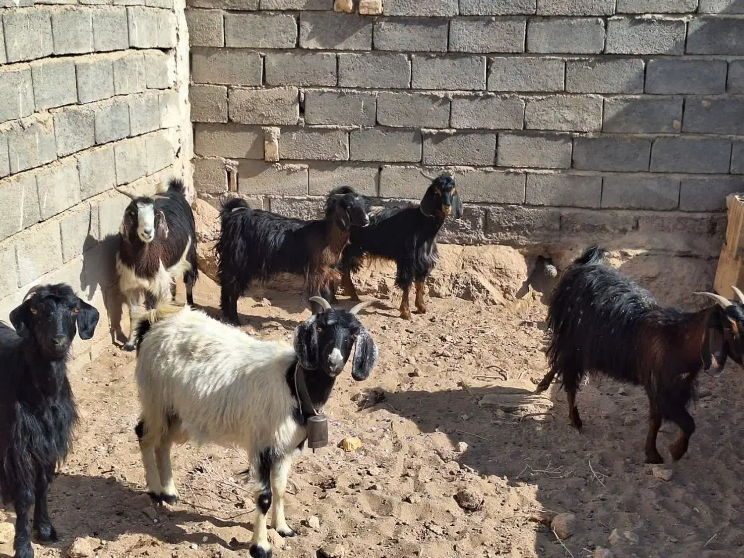 ۵عدد بز ماده ویک نر|حیوانات مزرعه|آران و بیدگل, |دیوار