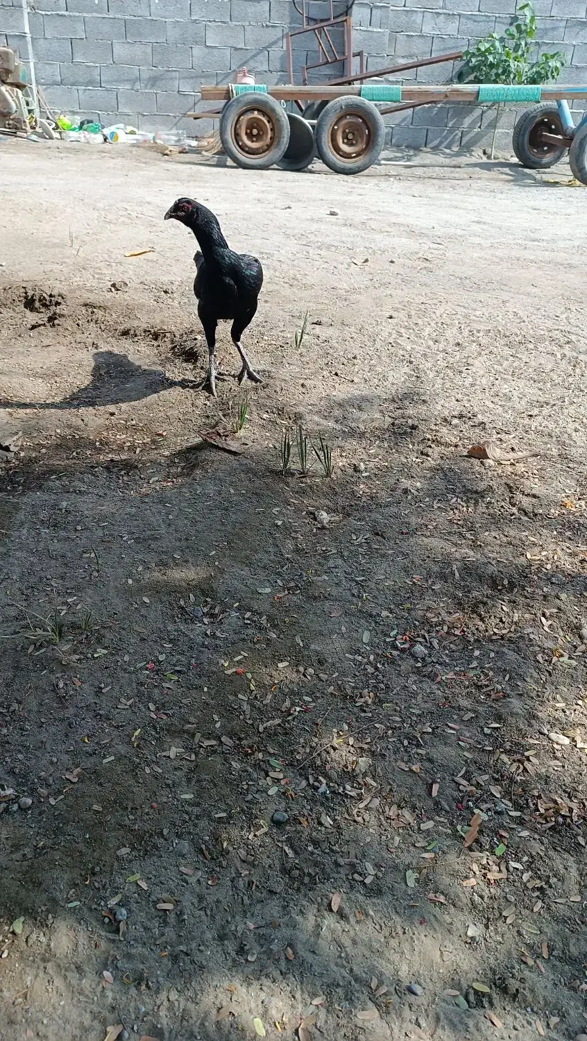 تعداد6عددمرغ بفروش میرسد...|حیوانات مزرعه|میناب, |دیوار