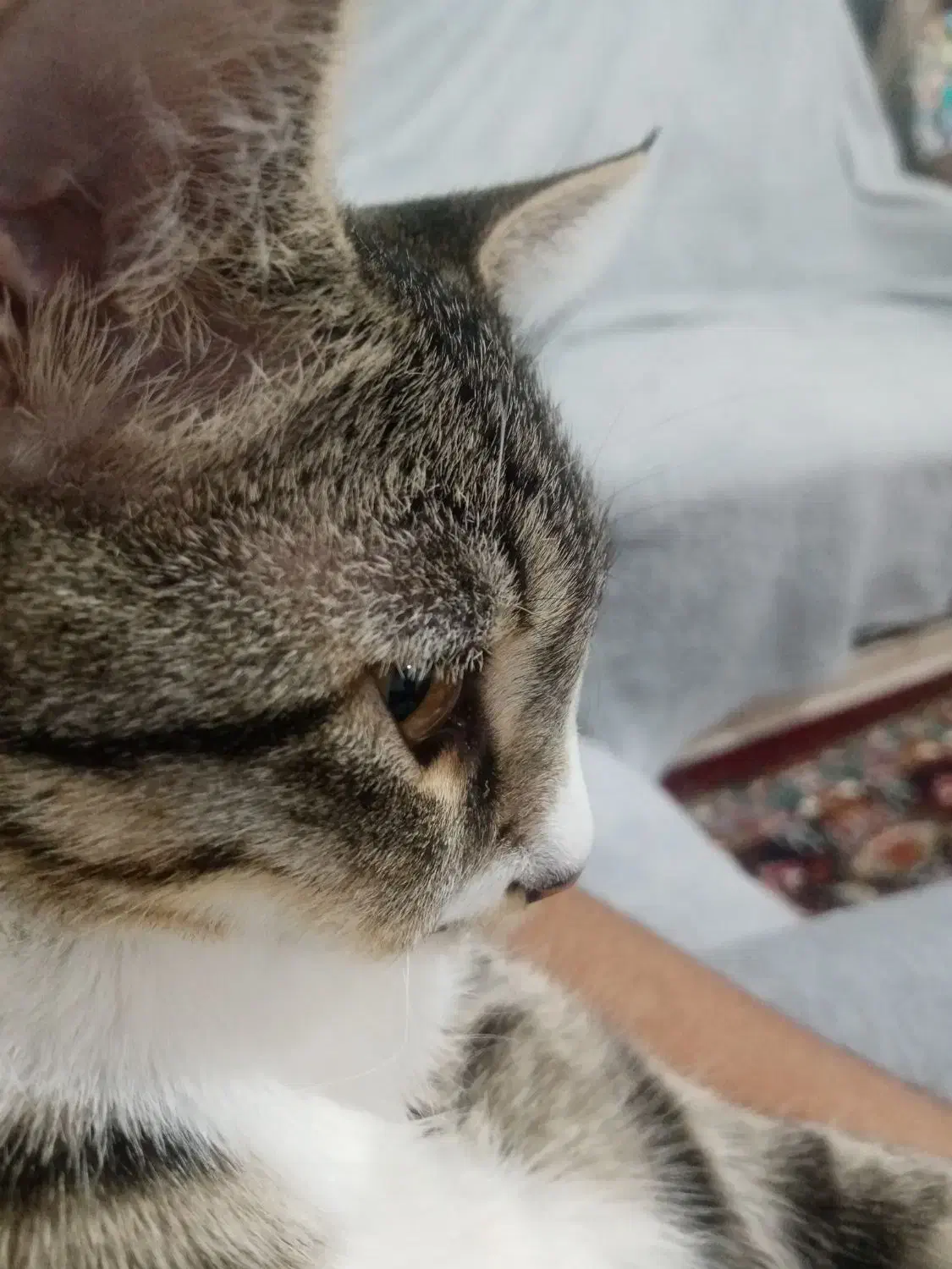 جفت گیری|گربه|همدان, |دیوار