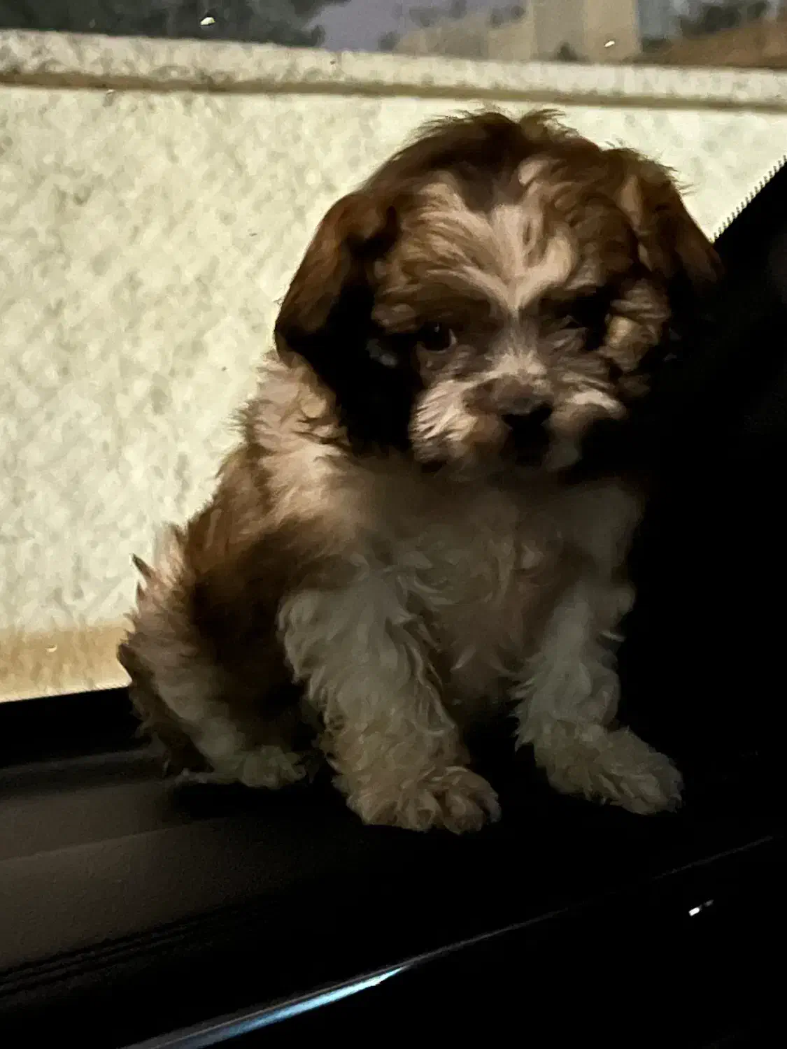 واگذاری سگ شیتزو پودل|سگ|قم, سید معصوم|دیوار