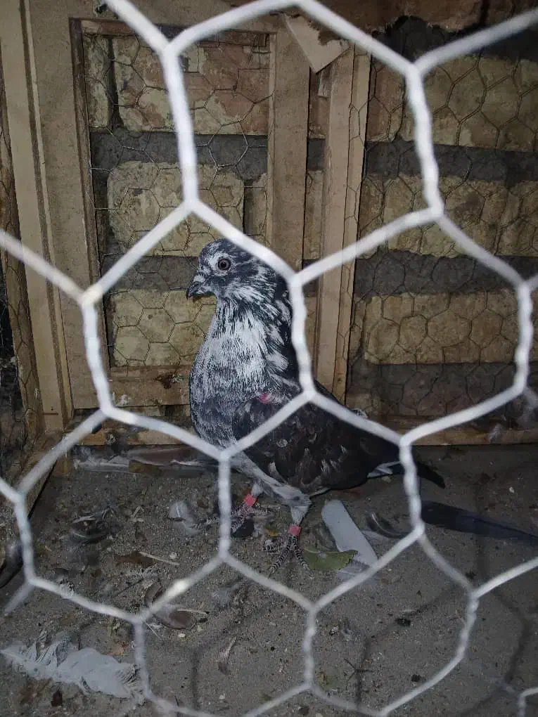 کبوتر پرشی|پرنده|جرقویه, |دیوار