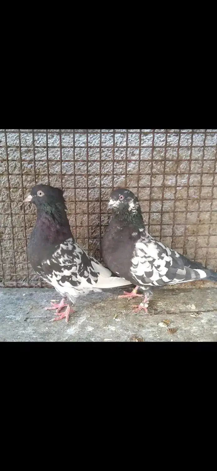 یه جفت کبوتر پرشی|پرنده|ایلام, |دیوار